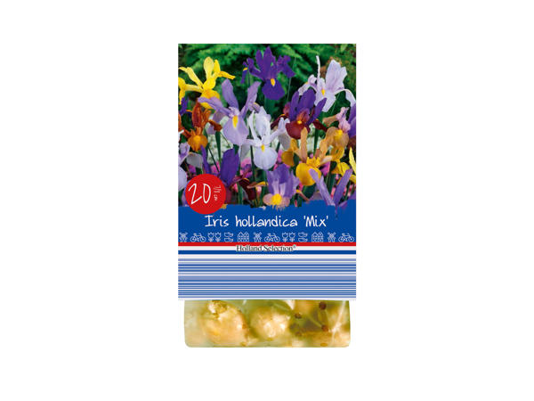 Spring Flowering Bulbs