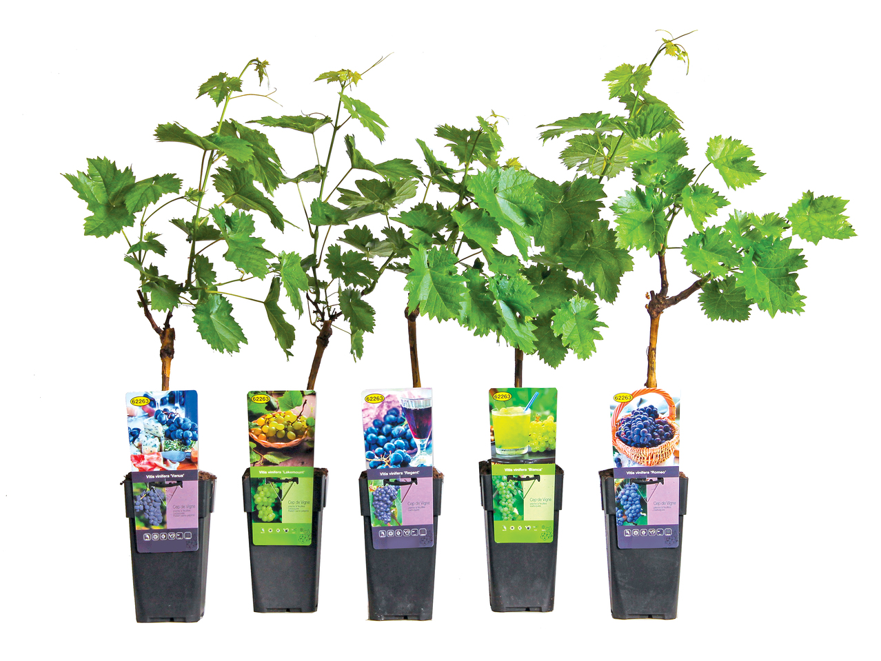 Pied De Vigne Prix