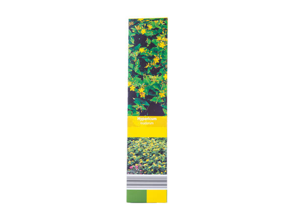 Ornamental Shrubs