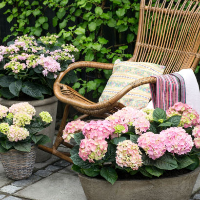 Hortensia