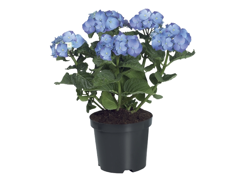 Garden Hydrangea
