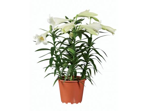 Lilium