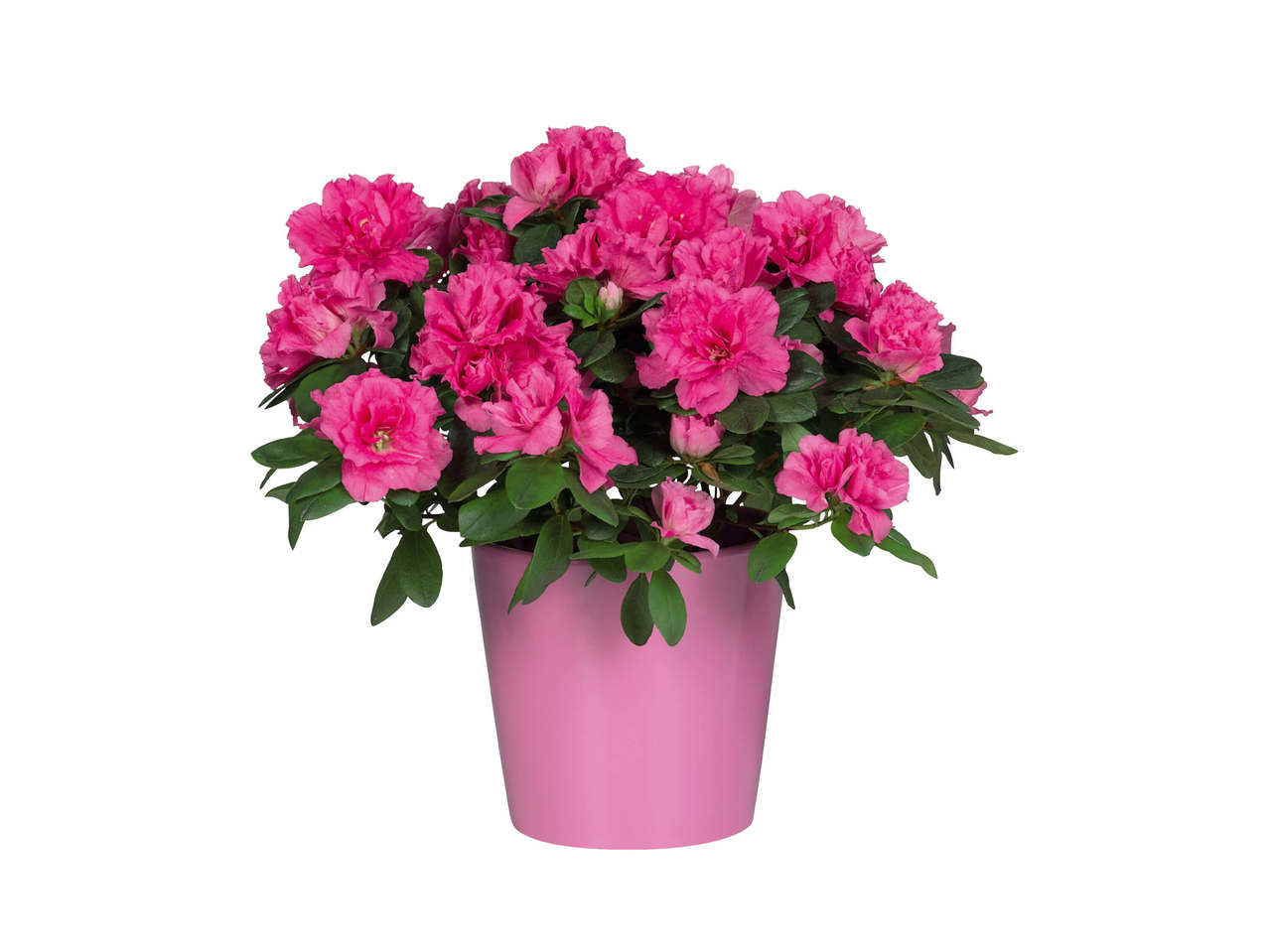 Alpeviol eller Azalea i keramik