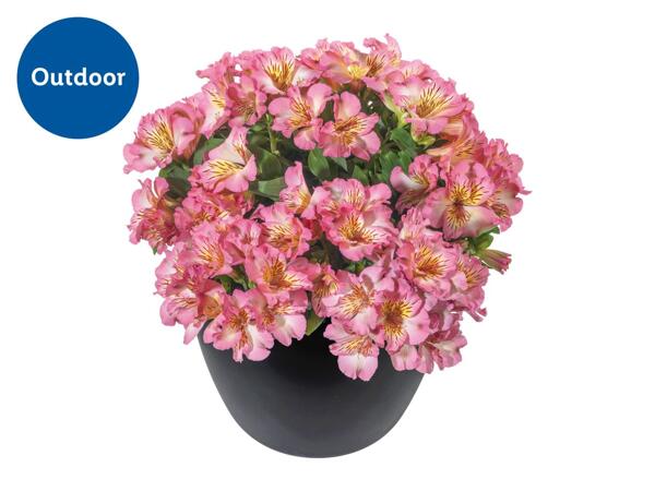 Alstromeria
