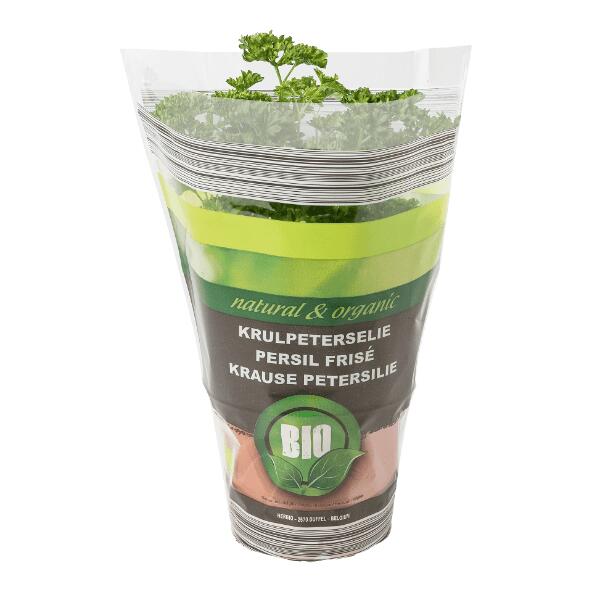 Biokräuterpflanze