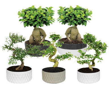 BONSAI