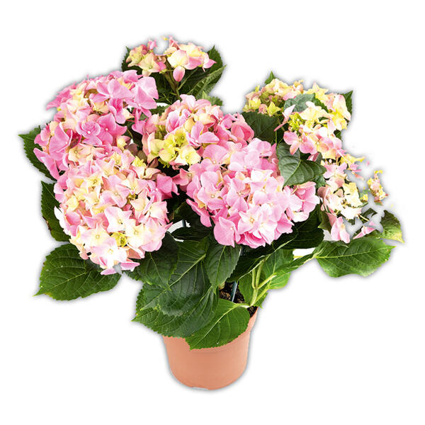 Premium Hortensie