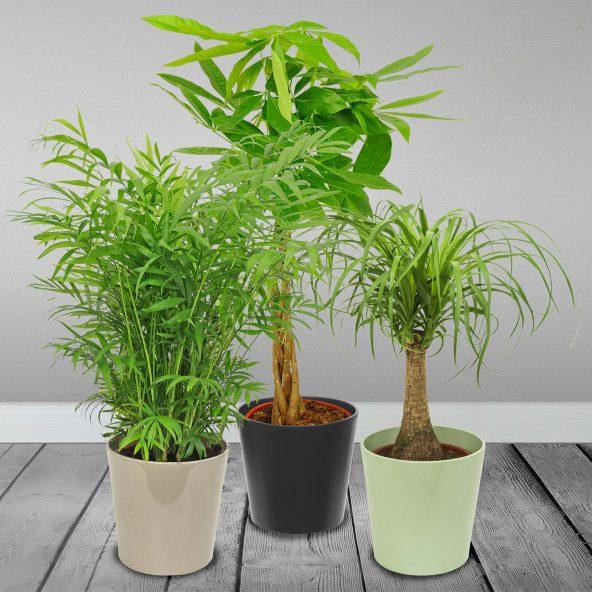 Plante