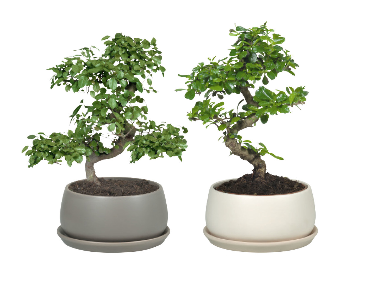 BONSAI I KERAMIKKRUKA