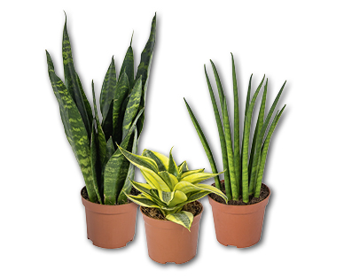 Sansevieria