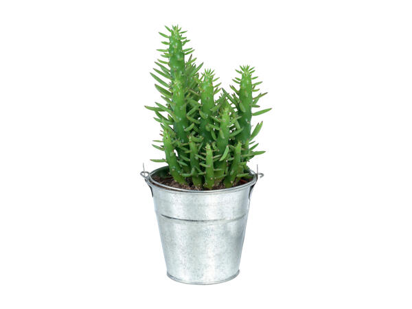 Cactus or Succulent