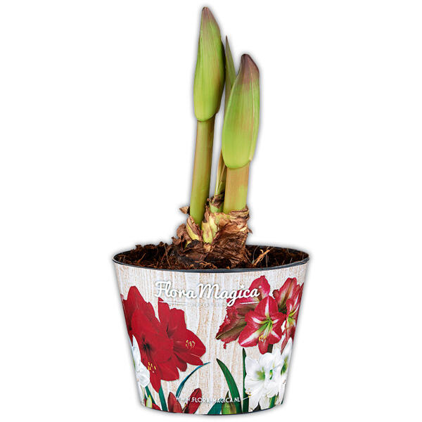 Amaryllis