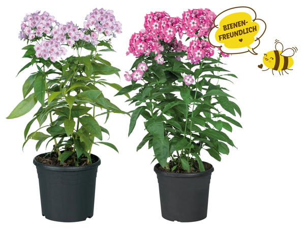 Phlox