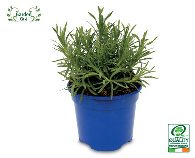 Scentsational Lavender