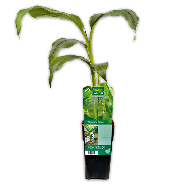 Exotische Früchte