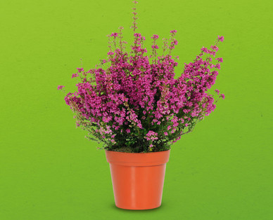 Heide (Erica gracilis)