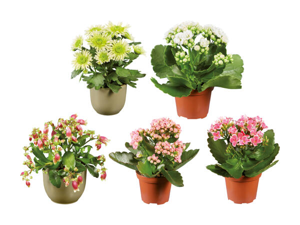 Mini plantes à fleurs