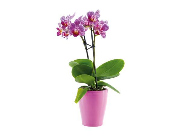 Mini Orchid in Ceramic