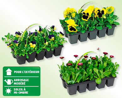 Assortiment printanier pour plates-bandes