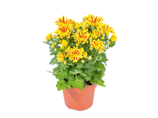 Chrysanthèmes " Elle Fleur "