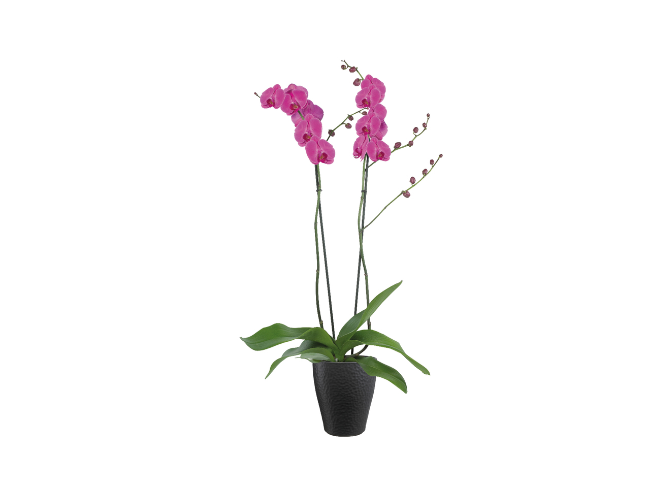 Twin-Stem Orchid1