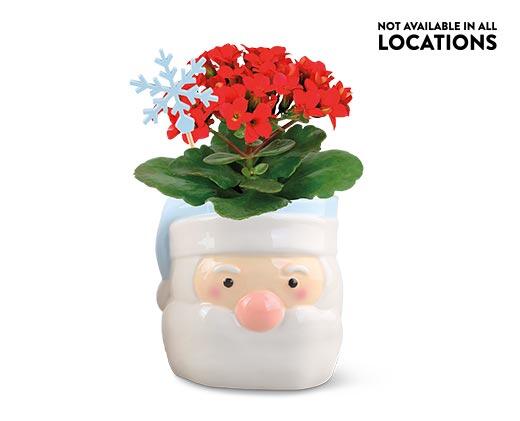 Holiday Kalanchoe Assorted Colors