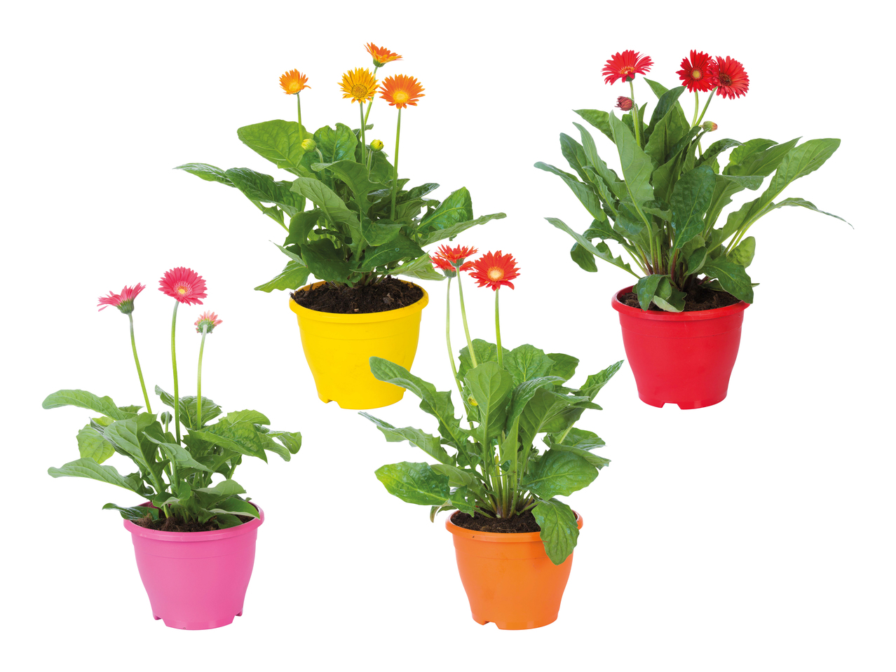 Gerbera pour l'intérieur & l'extérieur XXL