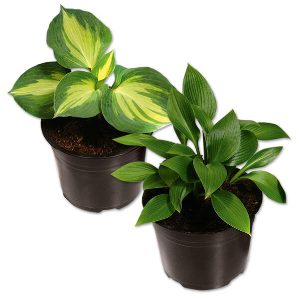 Funkie Hosta XL