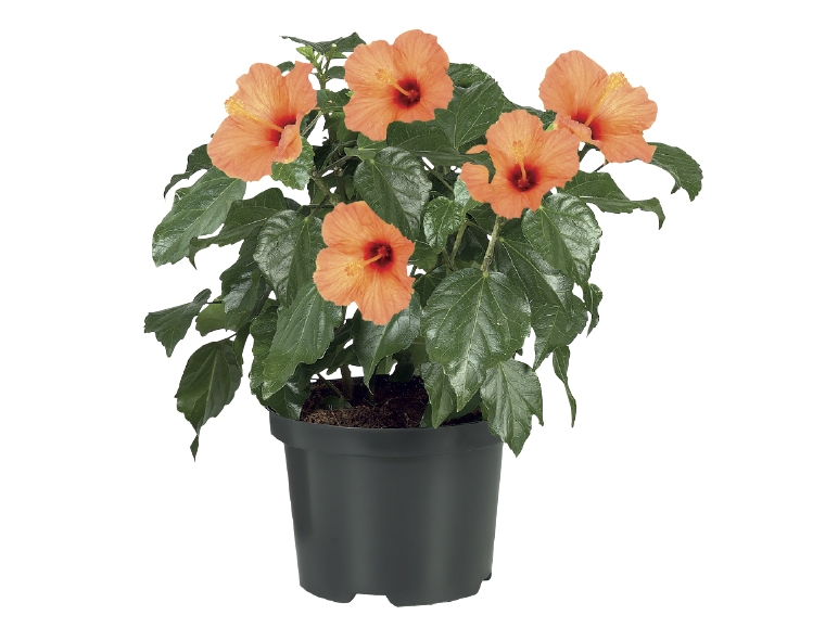 Hibiscus Lidl Great Britain Specials archive