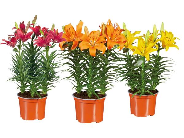 Lilies