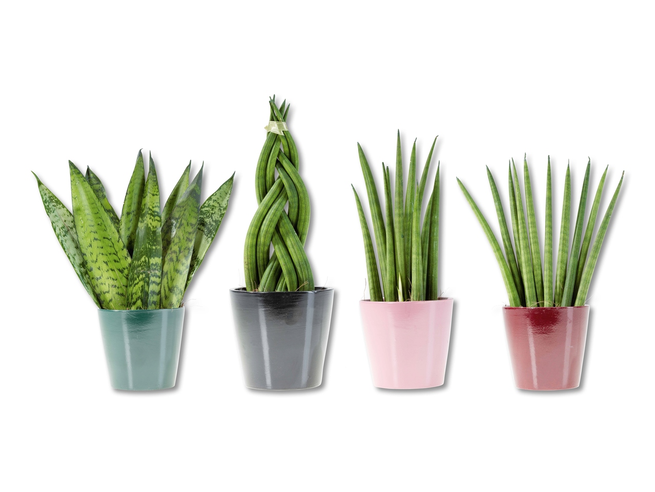Sanseveria