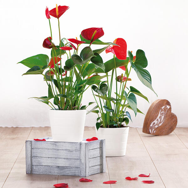 Flamingoblume "Anthurie"