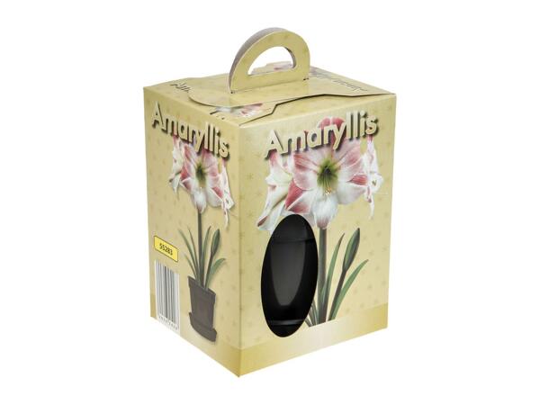 Grow Your Own Amaryllis