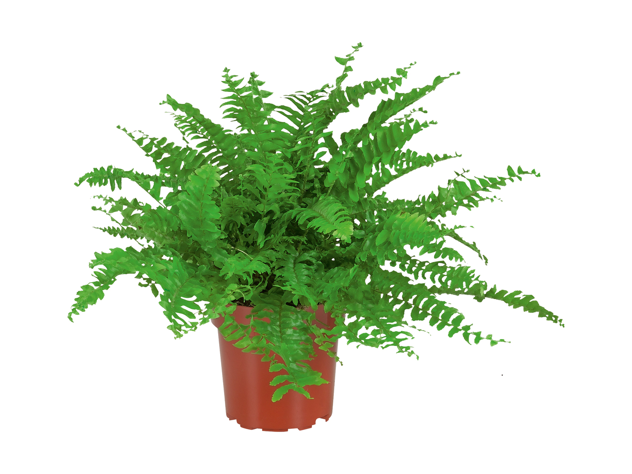 Nephrolepis