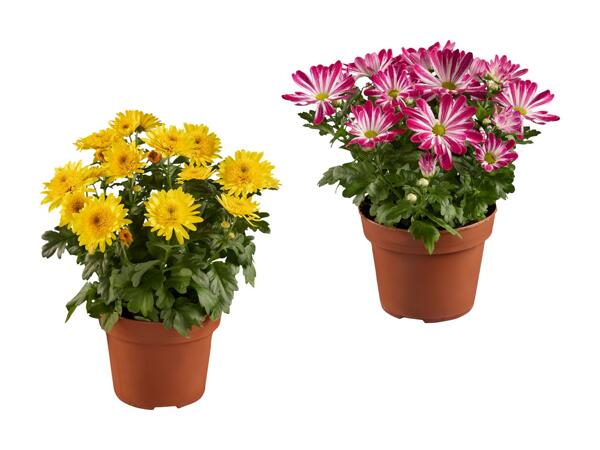Krysantemum
