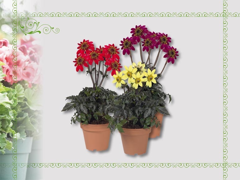 Dahlias (dès 14.4.)