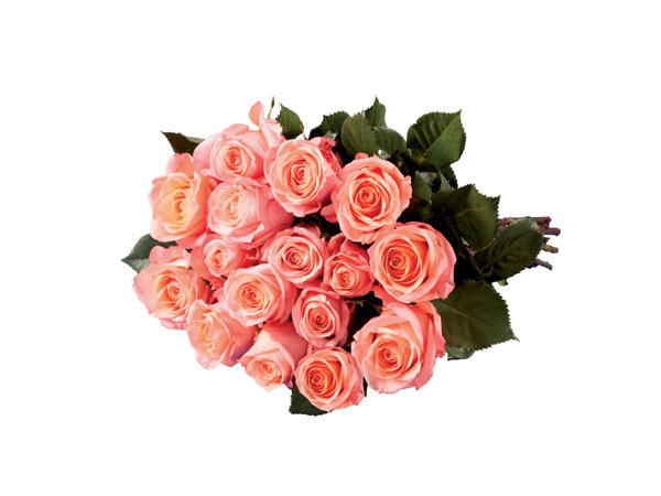 Large Headed Roses
