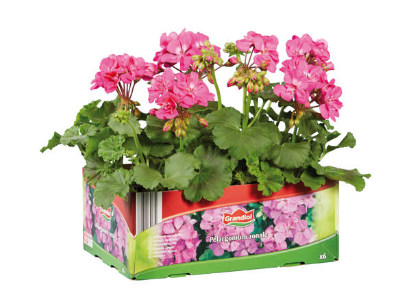 Pelargonie 6'er bakke