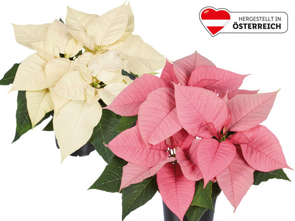 Weihnachtsstern Mehrtrieber