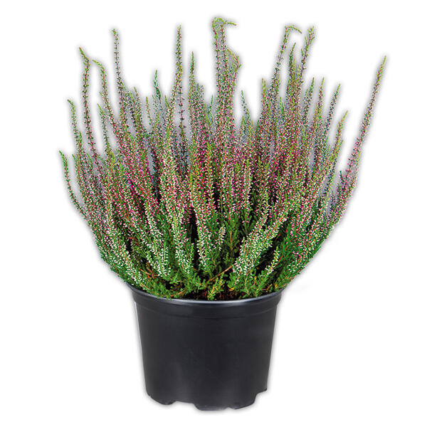 Solitär Calluna Busch
