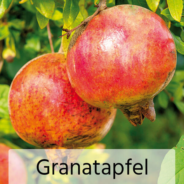 Obst-Mix