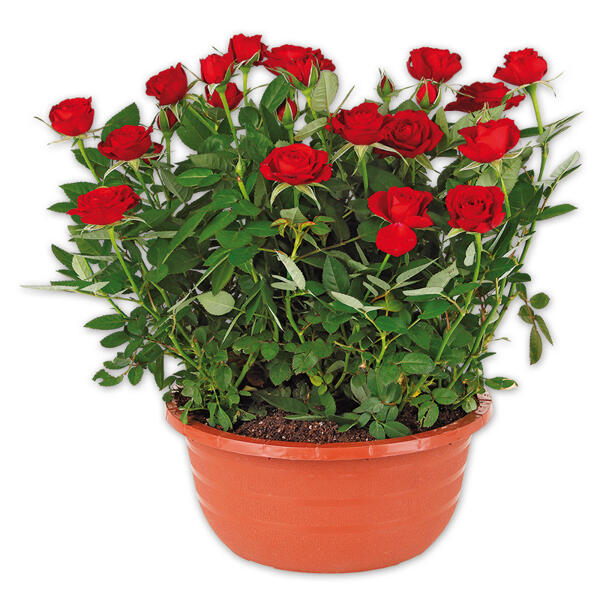 Rosen in Schale