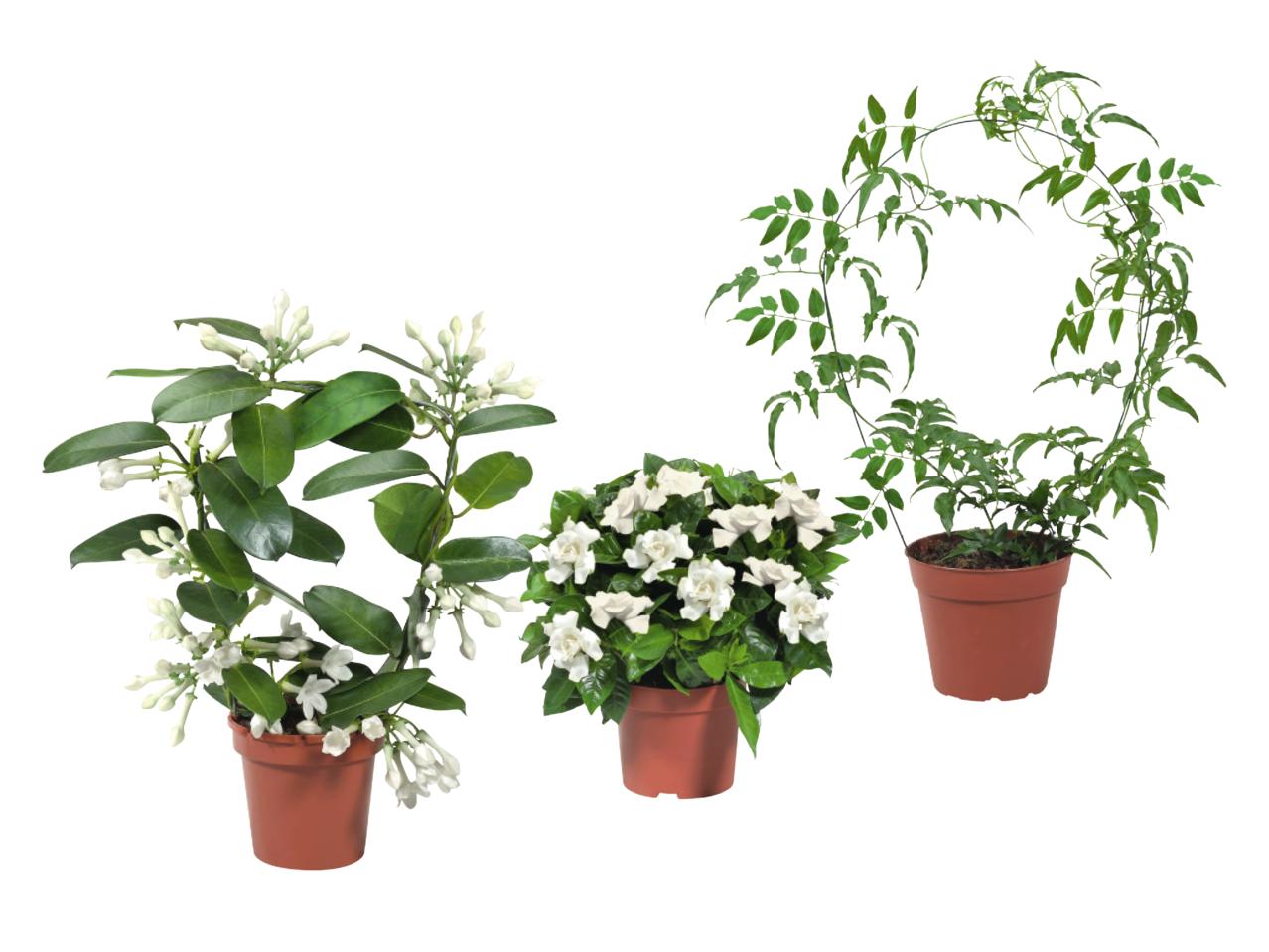 Stephanotis/Jasmine/Gardenia