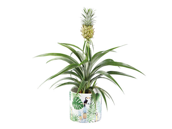 Pineapple Plant in Tropical Pot