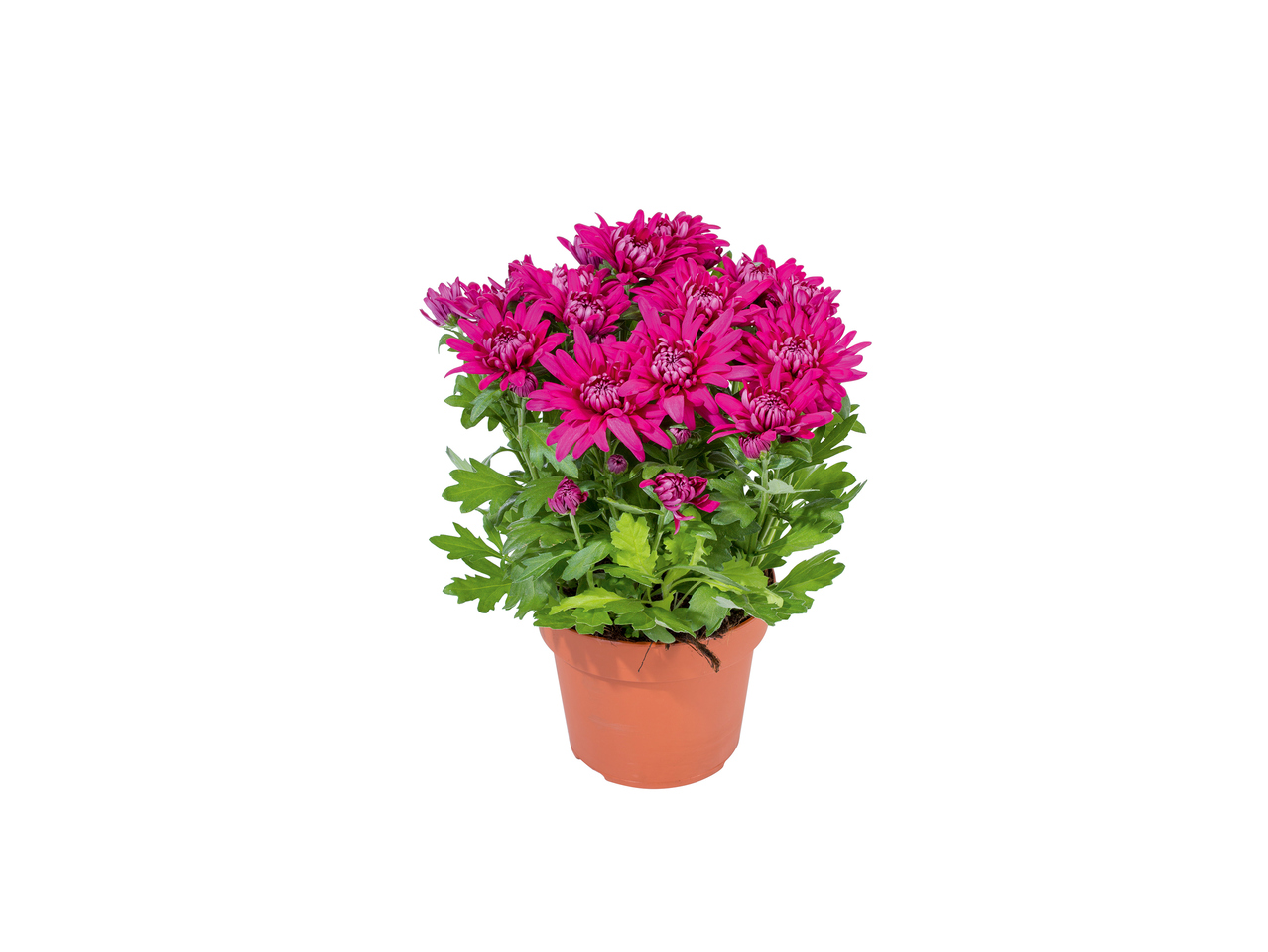 Chrysanthemum1