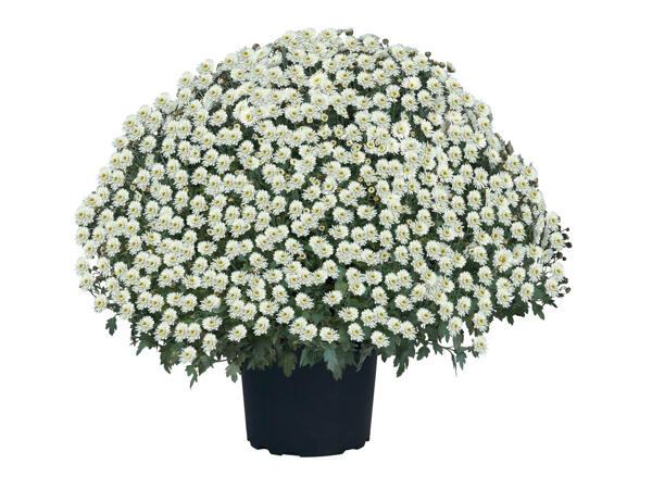 Chrysanthème arbustif