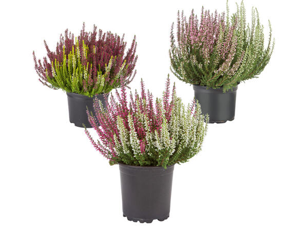 Calluna Vulgaris
