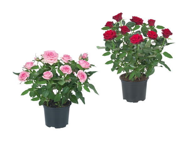 Rosier en pot