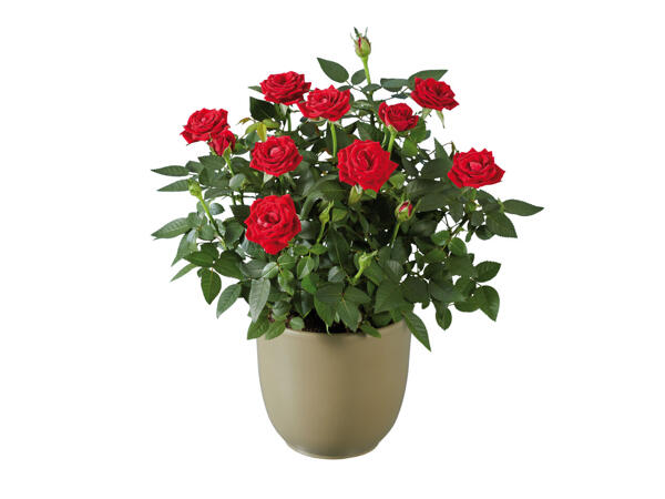Topfrose