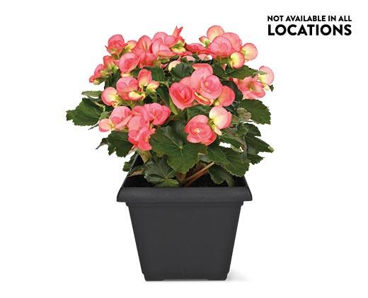 8" Patio Planter Assorted Varieties